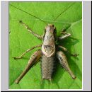 Pholidoptera griseoaptera - Strauchschrecke m02.jpg